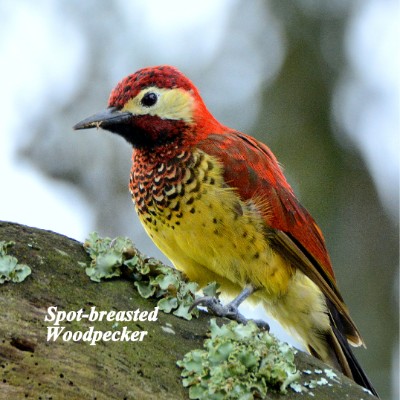 Spot-breasted Woodpecker